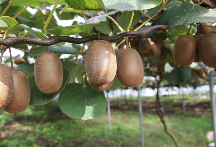 Лимонник подвязка