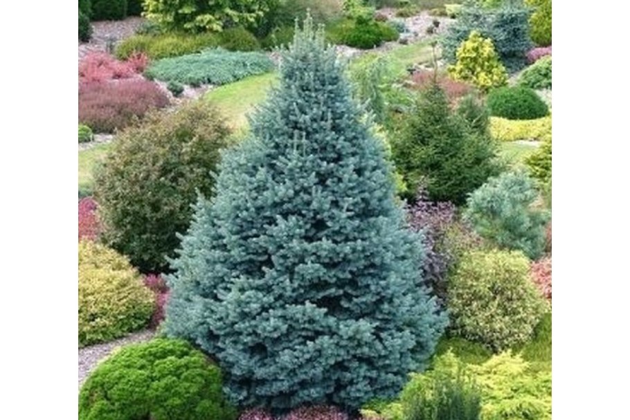 Ель Коника рокарий