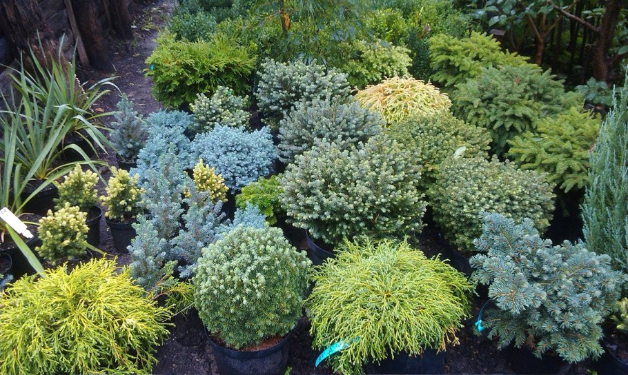 Ель колючая Блю Тринкет