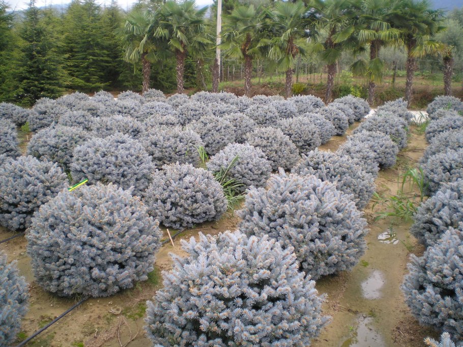 Ель канадская Сандерс Блю