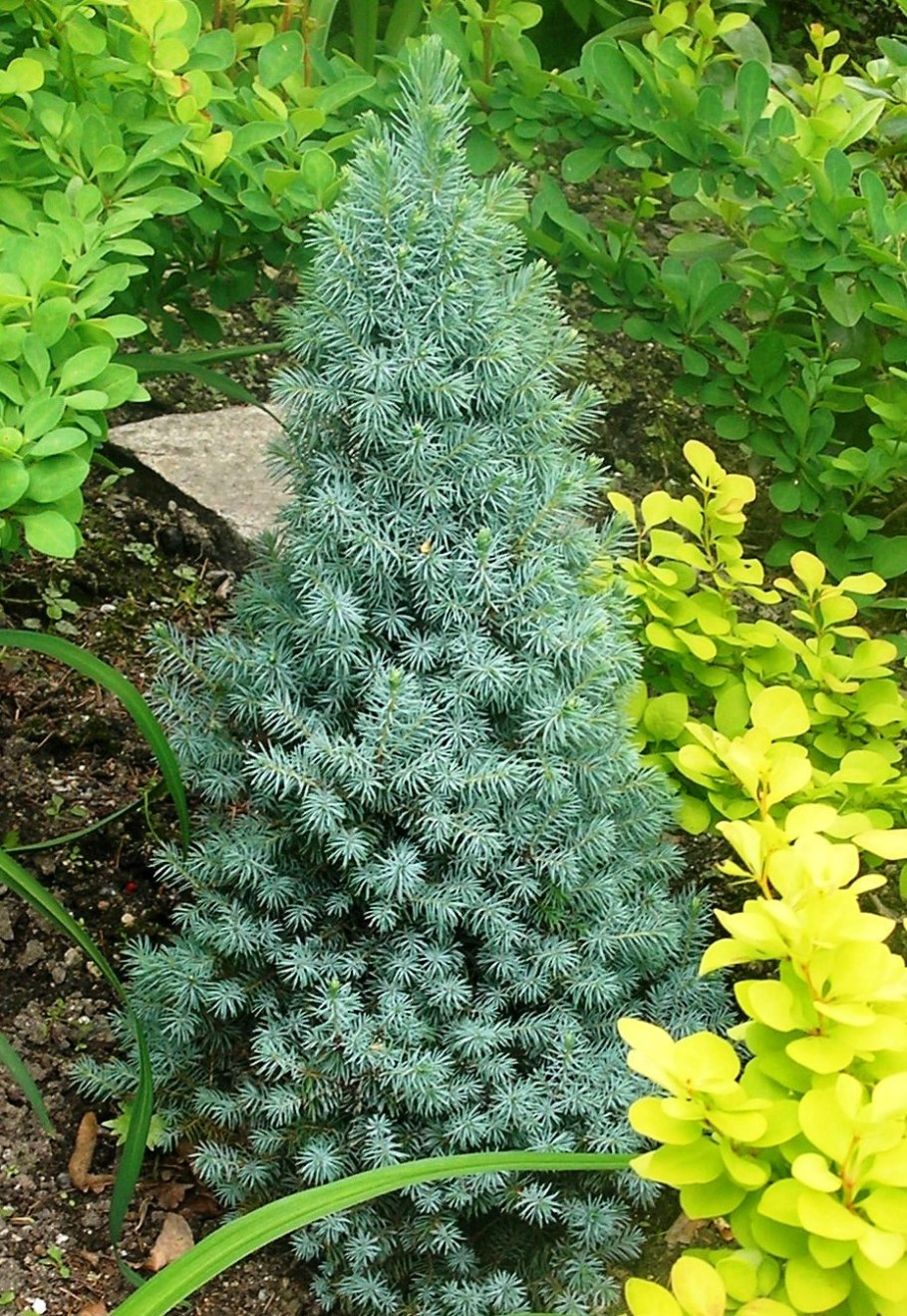 Глаука Глобоза