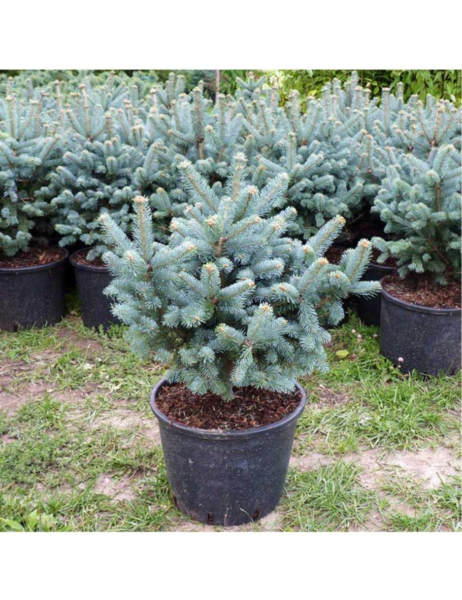 Ель колючая Глаука Маджестик Блю