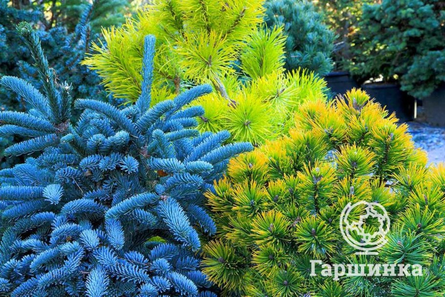 Пихта подушковидная голубая