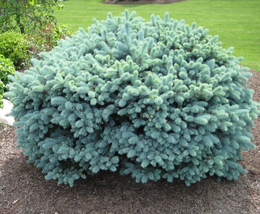 Растение хвойное Conifer