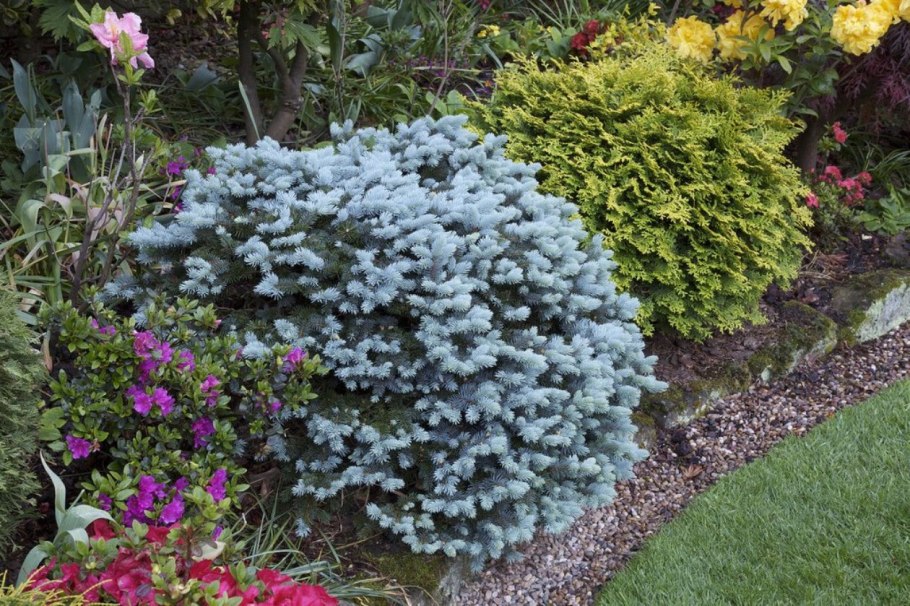 Picea pungens glauca globosa