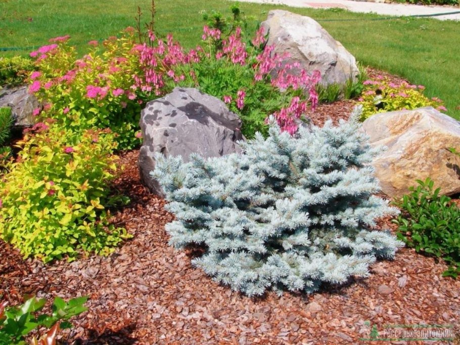 Пихта Абиес Кореана