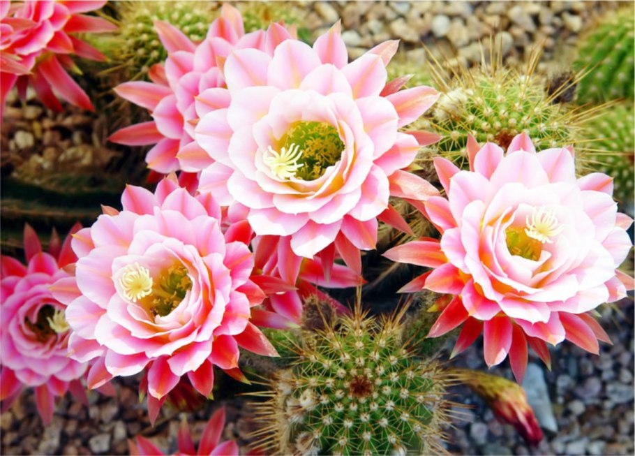 Кактусовые цветы