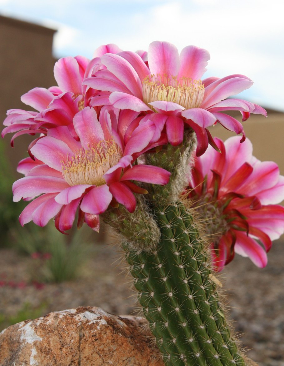 Кактусовые Cactaceae