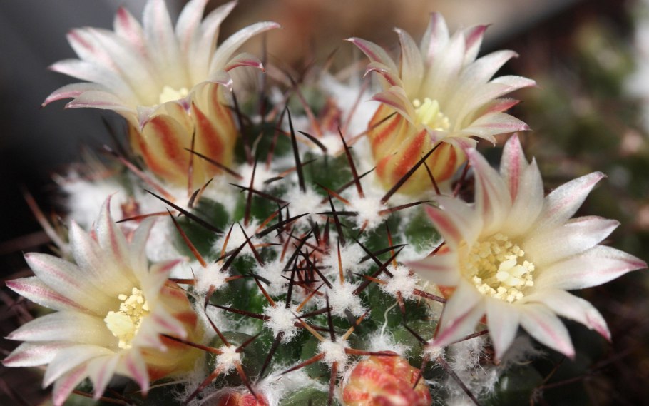 Эхинопсис крючконосый