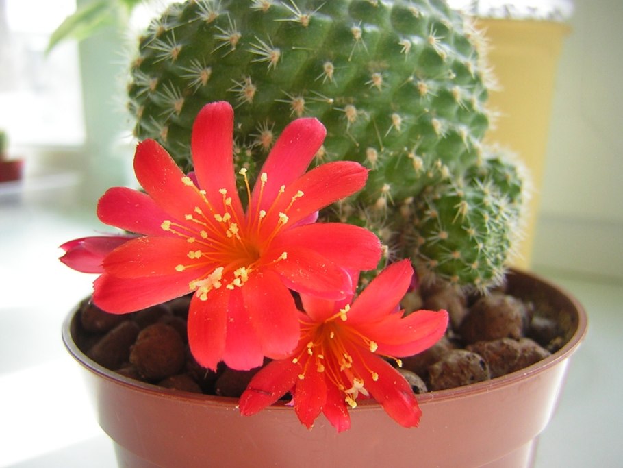 Цветущие кактусы Ребуция