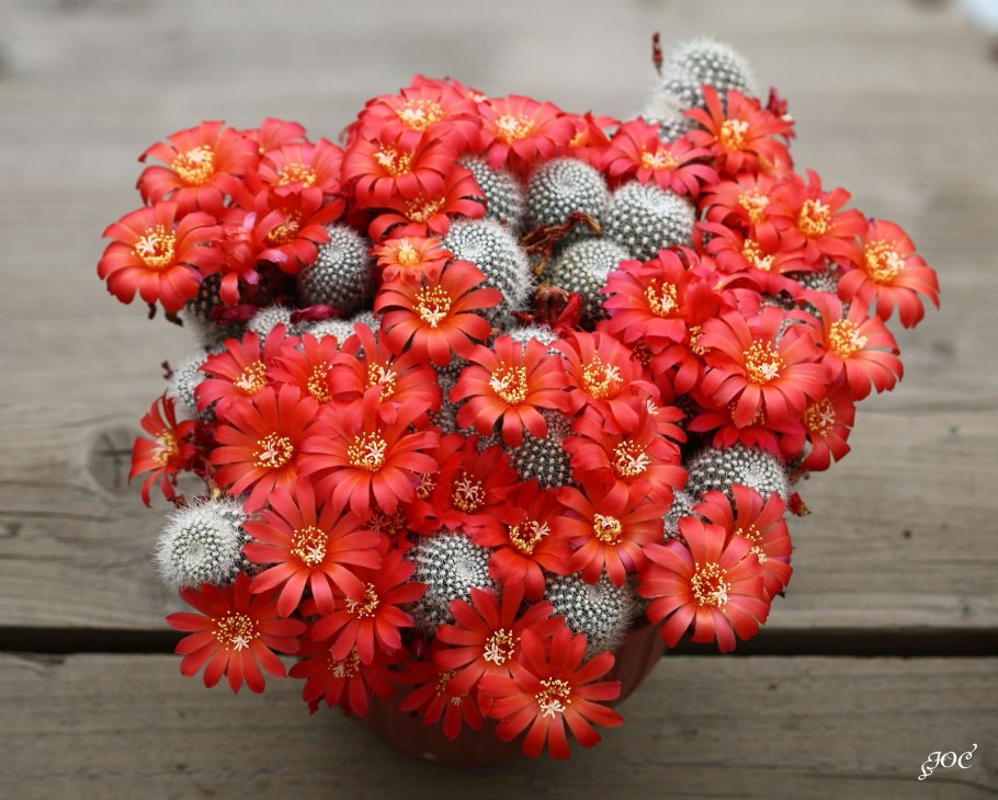 Красивоцветущие кактусы