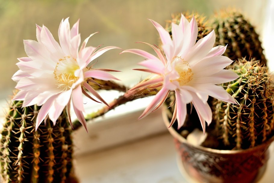 Эхинопсис в доме