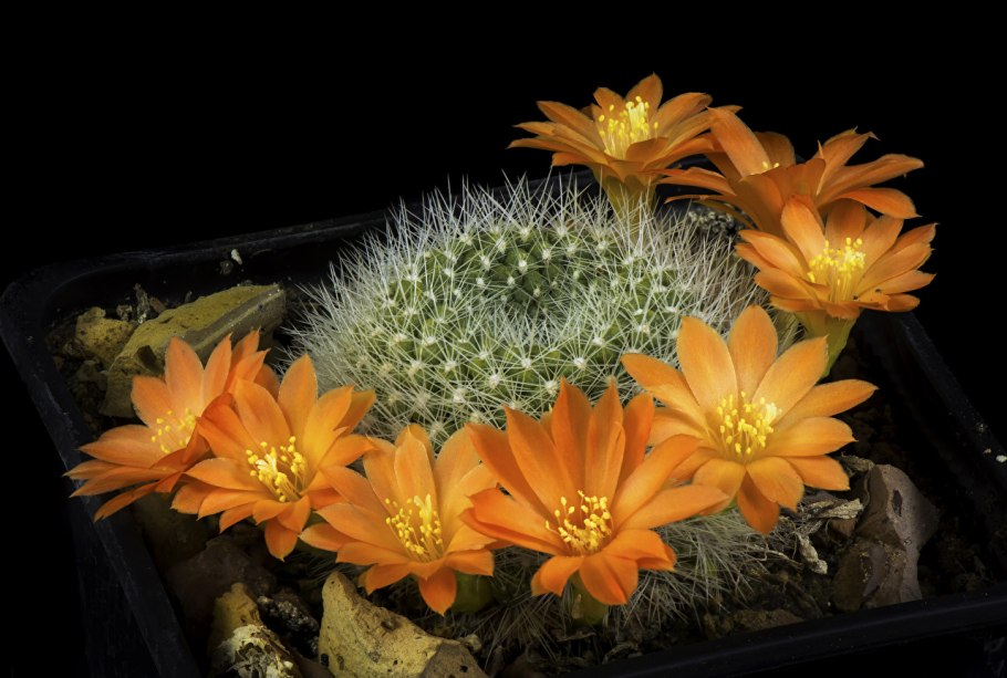 Эхинопсис spiniflora