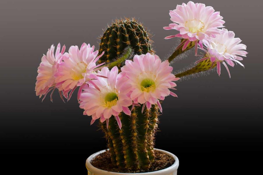 Эхинопсис чилийский