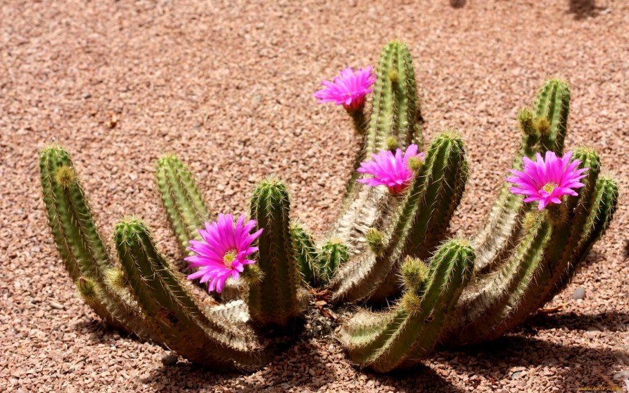 Кактус Сагуаро