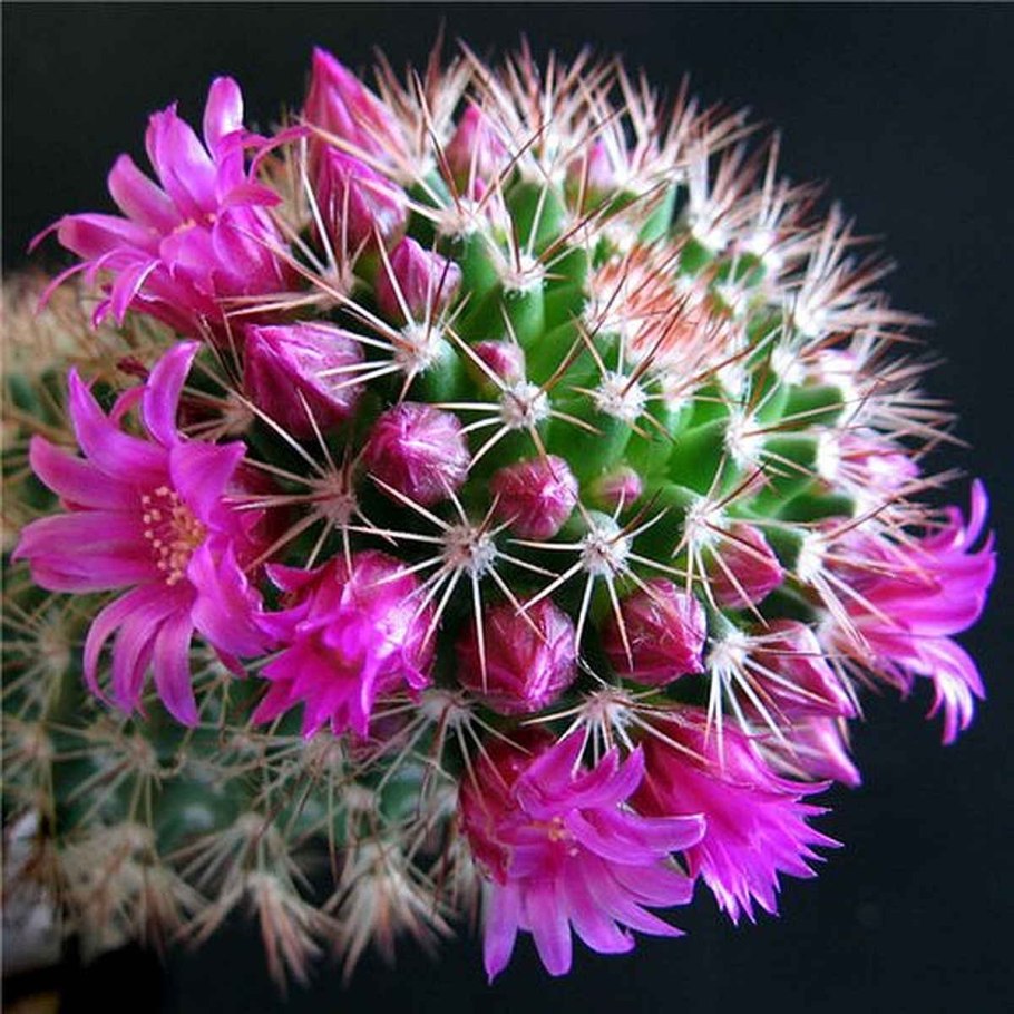 Кактус зацвел