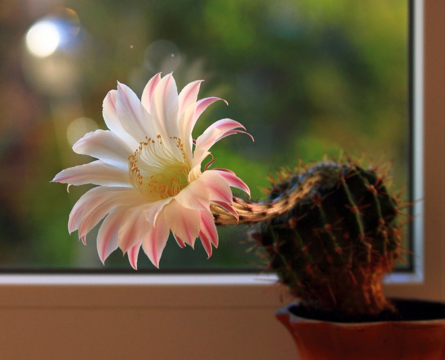 Цветущий Кактус