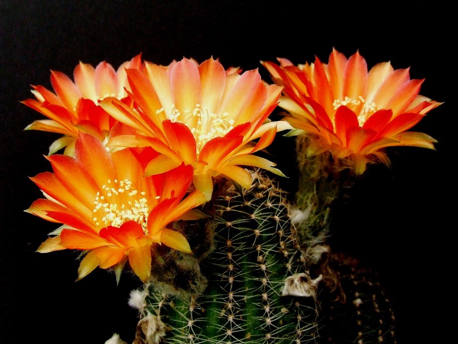 Кактус Лобивия (эхинопсис)