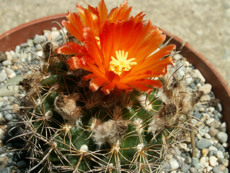 Эхинопсис золотистый