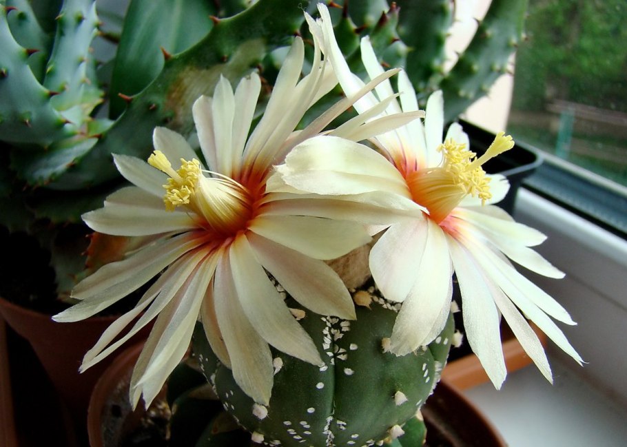 Кактус грандипахус