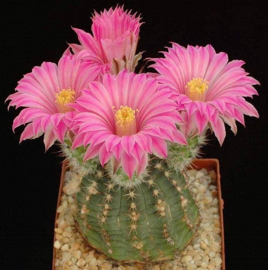 Echinocereus pulchellus venustus