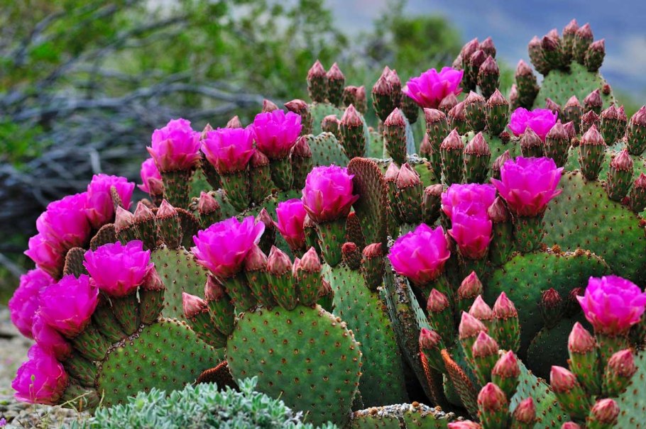 Опунция скрученноиглая Opuntia tortispina