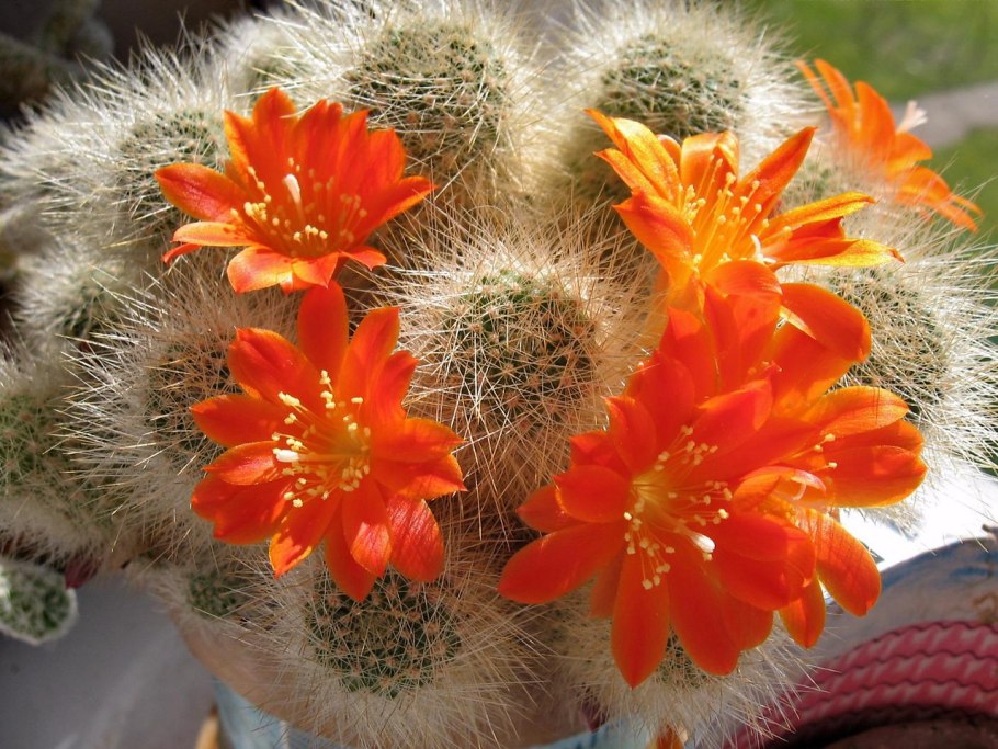 Ребуция микромерис