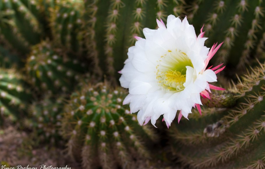 Кактус зацвел