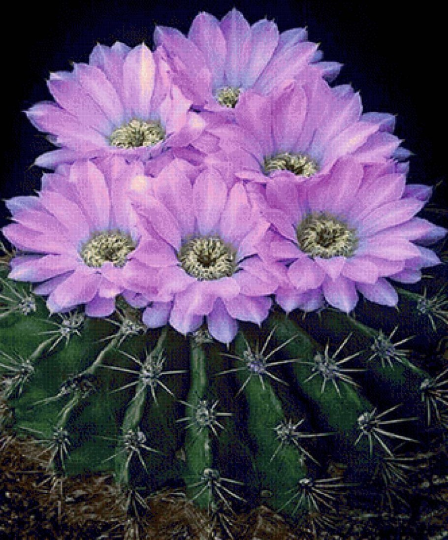 Кактус эхинопсис тубифлора