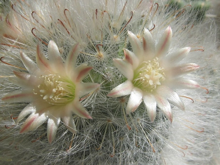 Кактус который цветёт кактусом