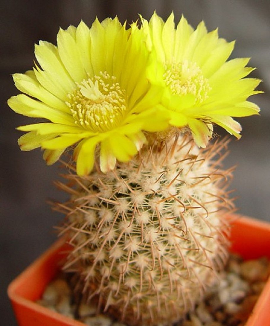 Кактус Гоша