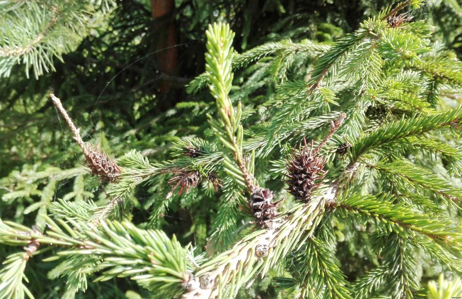 Еловый лиственничный Хермес