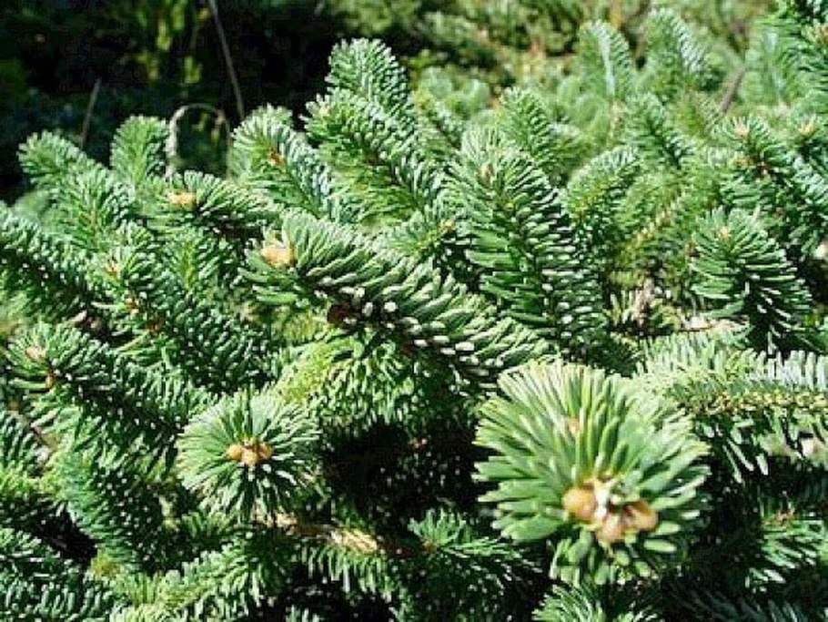 Пихта цельнолистная крона
