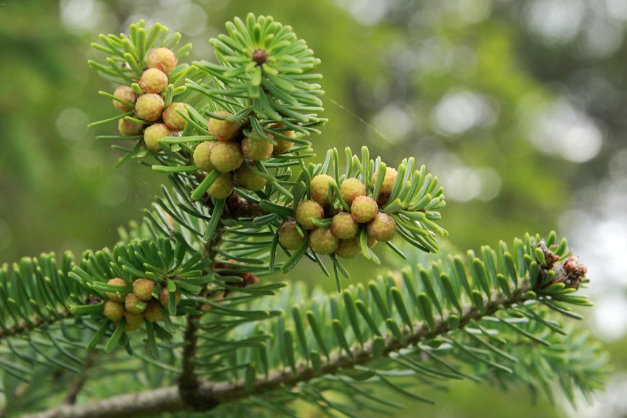 Пихта procera glauca