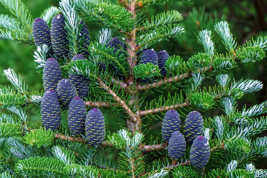 Пихта Сильберлок