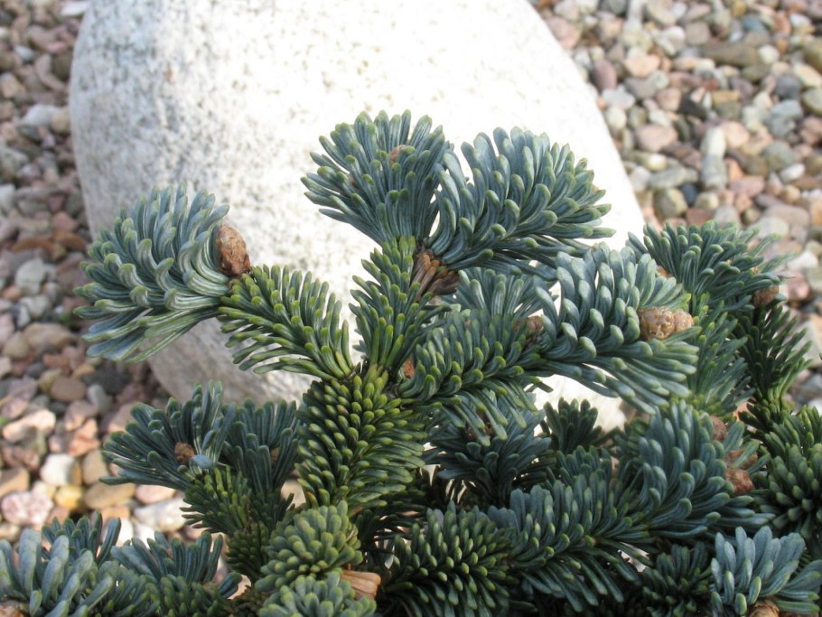 Пихта цельнолистная хвоя