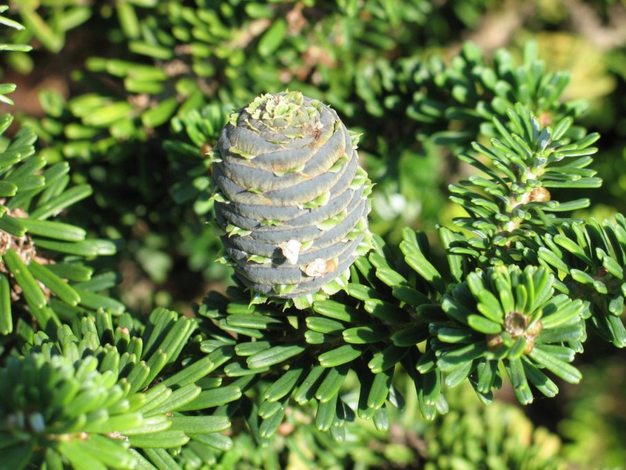 Abies Koreana Tajga