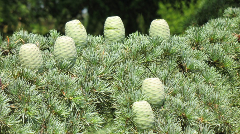 Ель пихта кедр