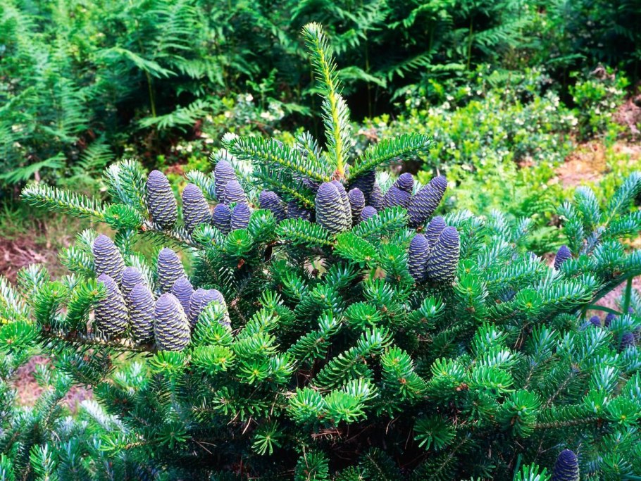 Пихта одноцветная Abies concolor