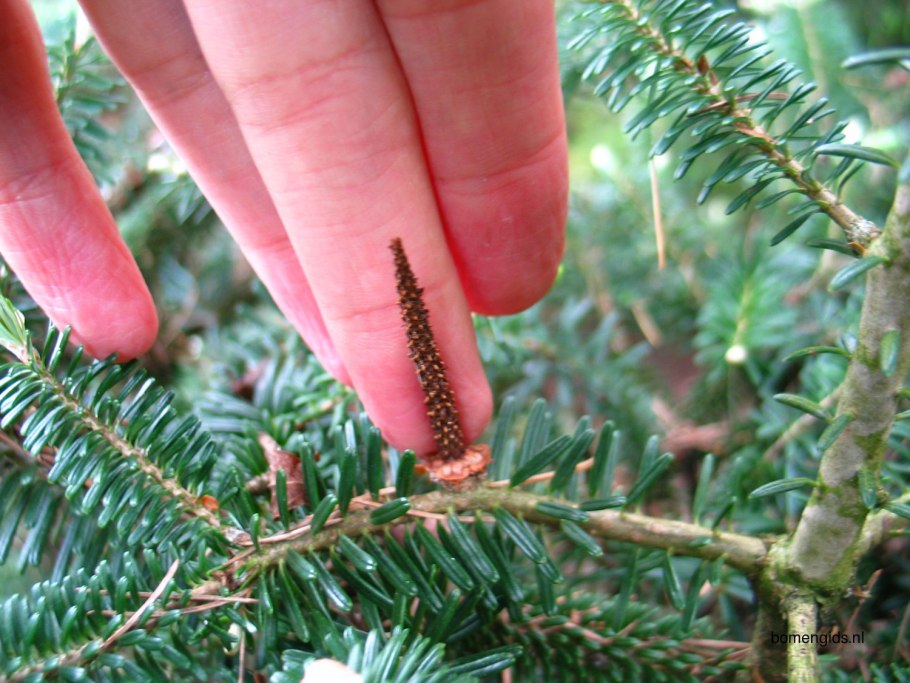 Пихта белая европейская (гребенчатая) - Abies Alba