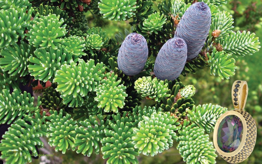 Голубая ель побурение хвои