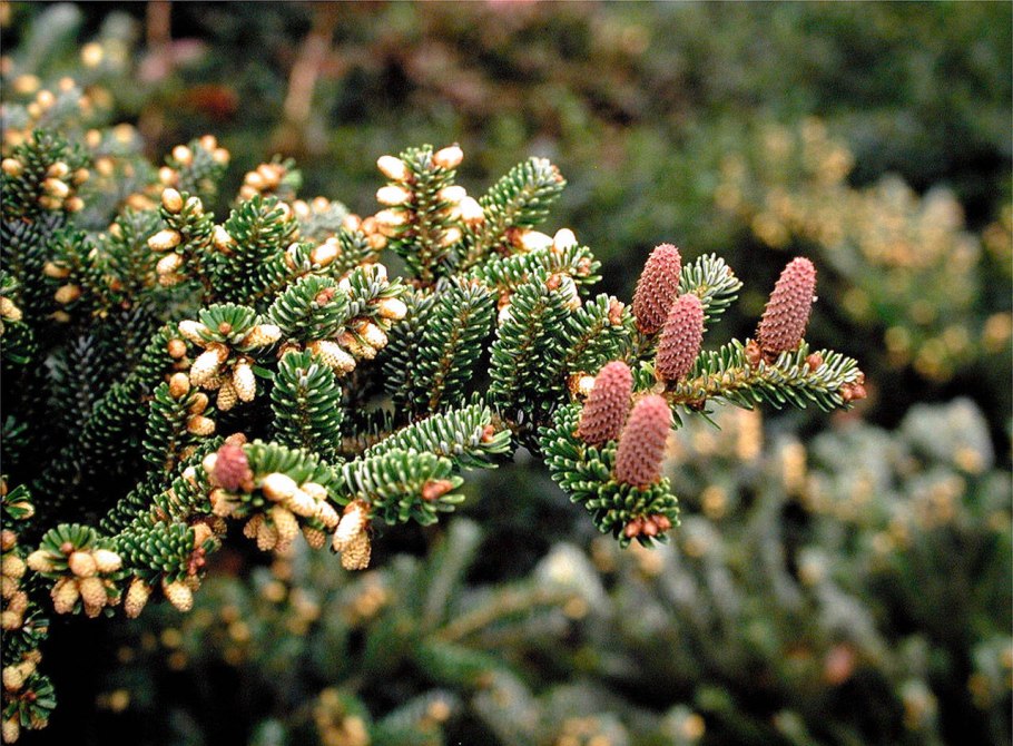 Пихта бальзамическая «Гудзония»