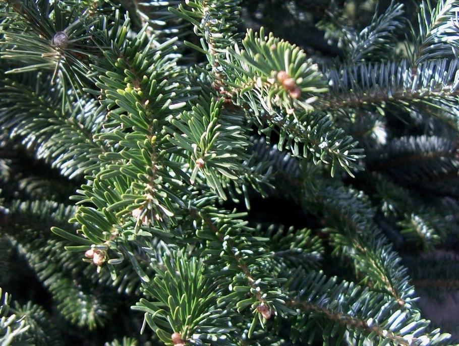 Пихта Фразера (Abies fraseri)