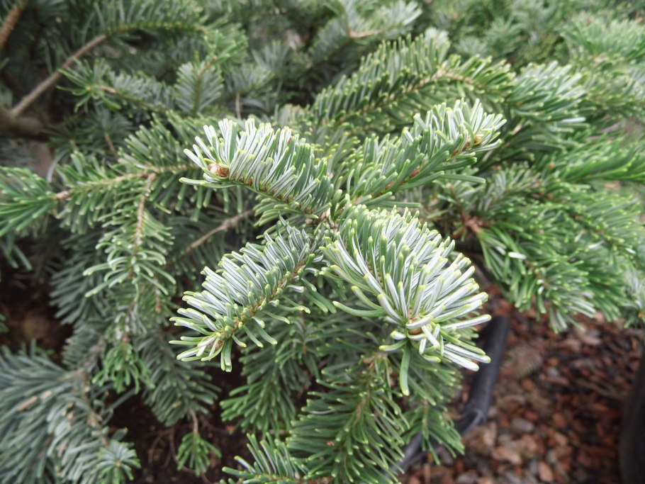 Пихта миловидная Abies amabilis