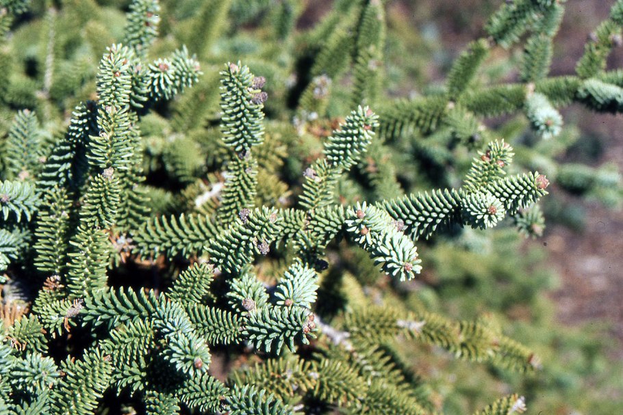 Пихта бальзамическая Сибирская