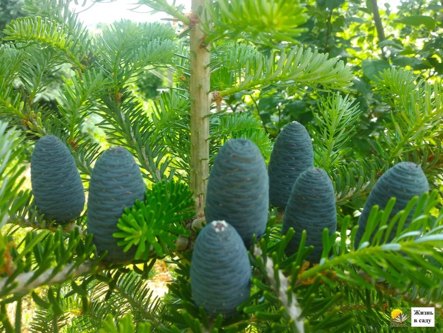 Пихта Сахалинская шишки