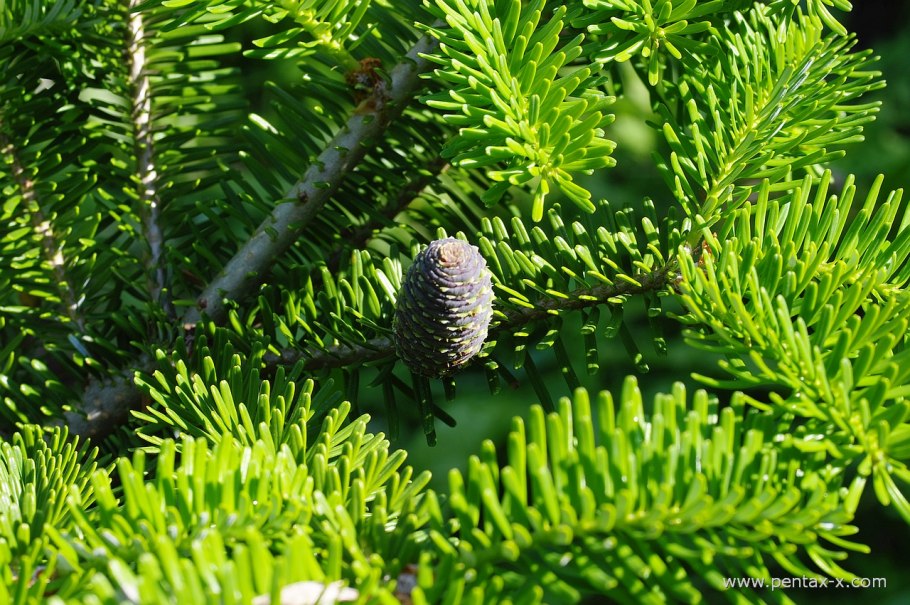 Abies concolor хвоя