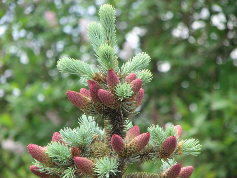 Пихта Сибирская цветение