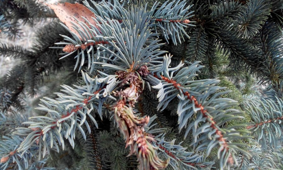 Пихта ласиокарпа Аргентеа