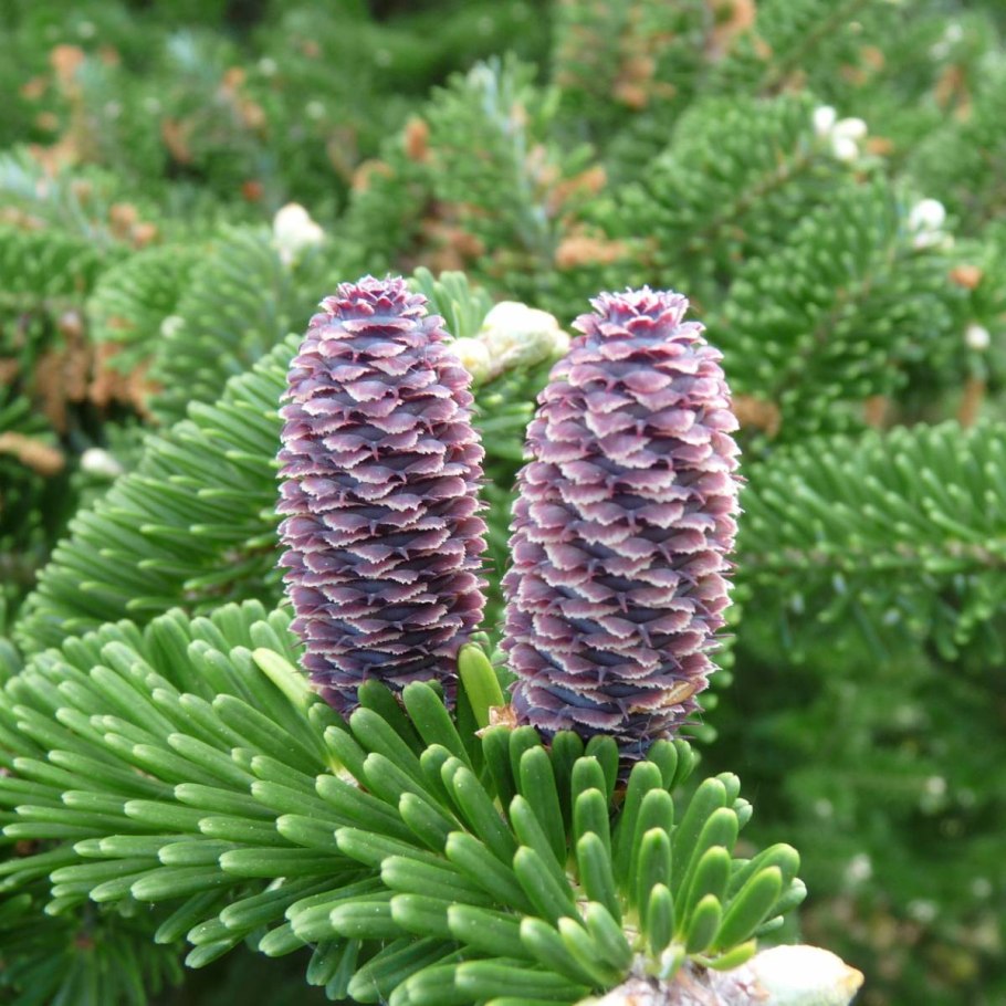 Пихта Греческая Abies cephalonica Loud.